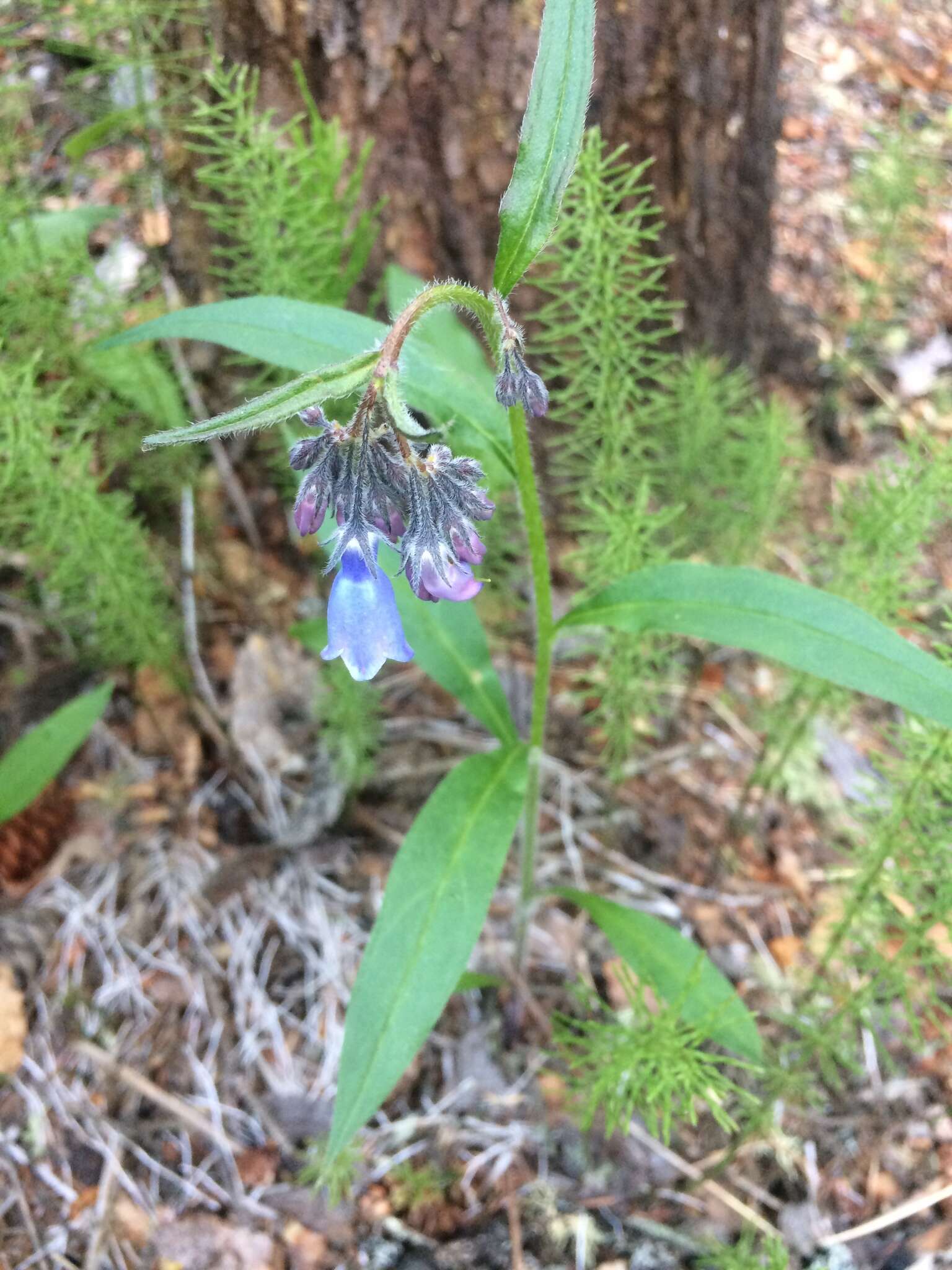 Image of tall bluebells