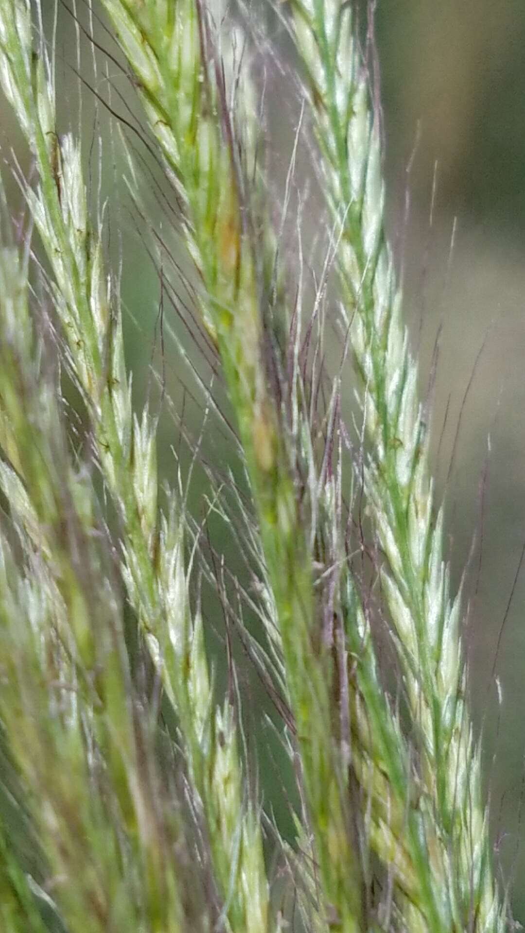 Image of false Rhodes grass