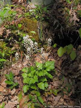 Image of heartleaf foamflower