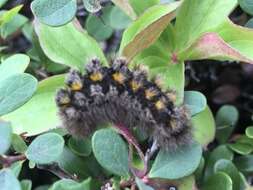 Image of Ross' Tussock Moth