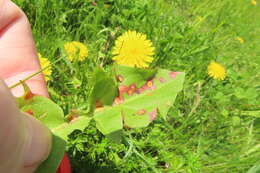 Image of Puccinia dioicae Magnus 1877