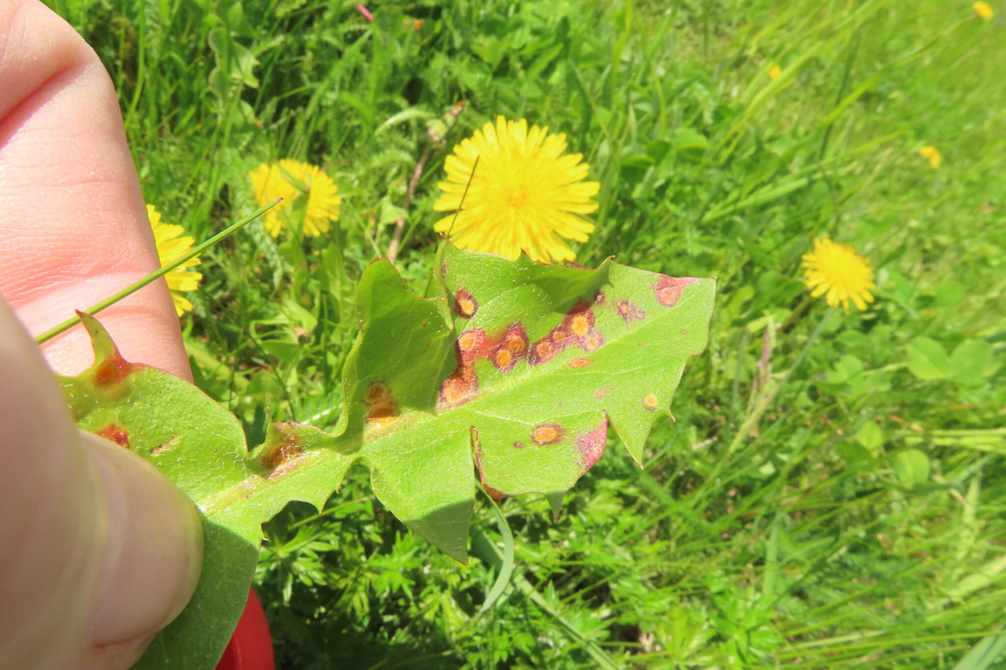 Image of Puccinia dioicae Magnus 1877