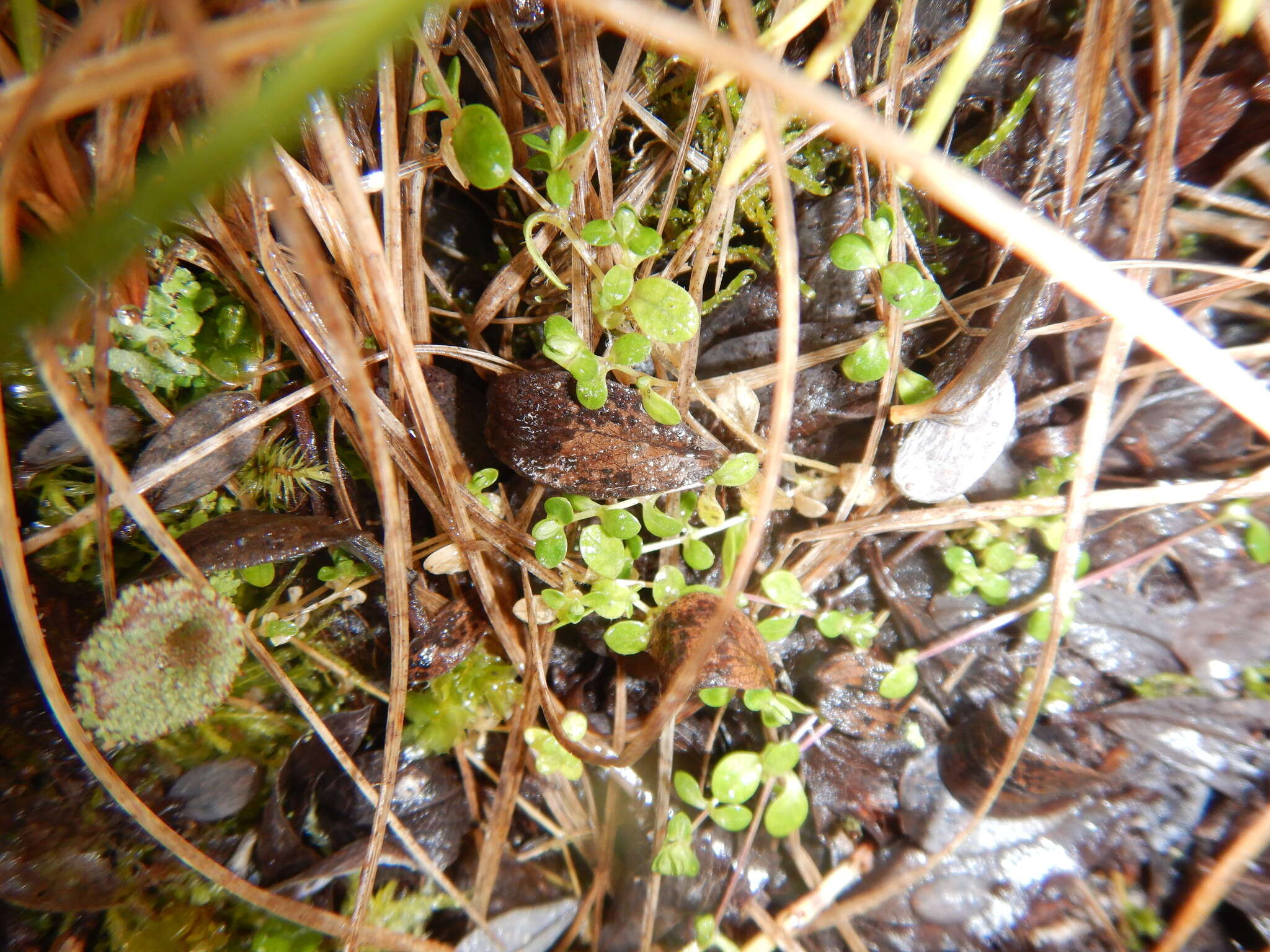 Image of Regel's chickweed