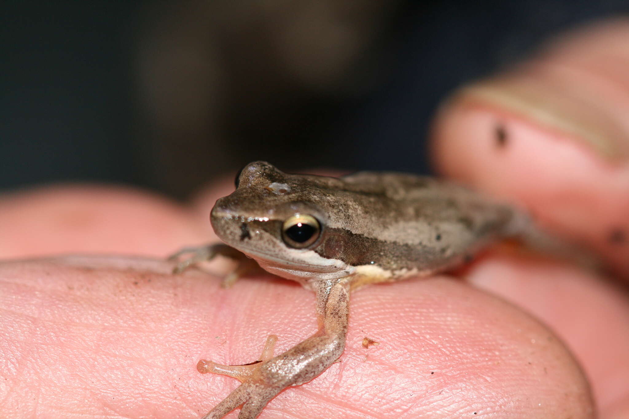 Imagem de Litoria adelaidensis (Gray 1841)