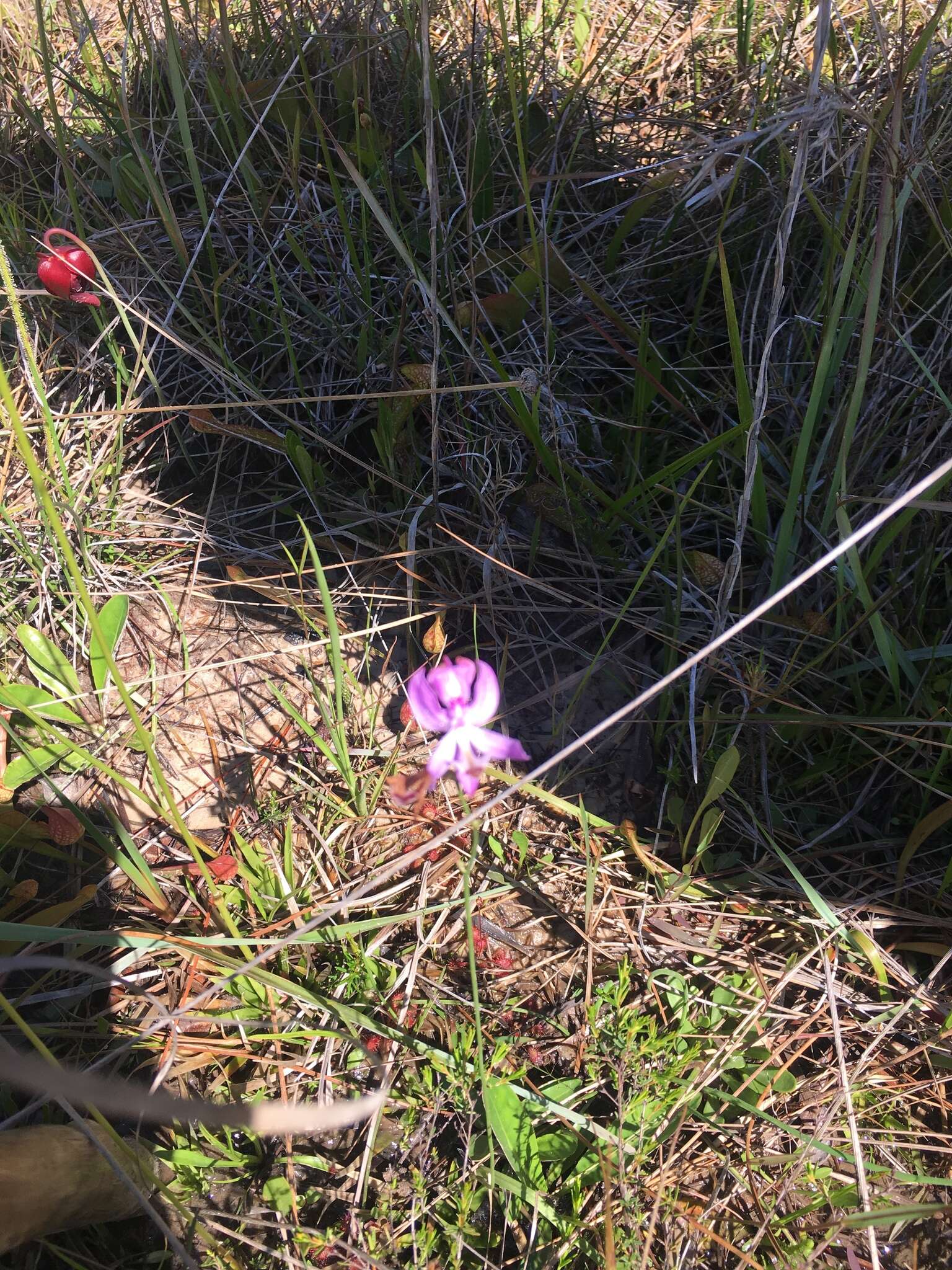 Drosera filiformis var. tracyi (Macf. ex Diels) Diels的圖片