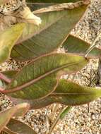 Image of Asclepias aequicornu Fourn.