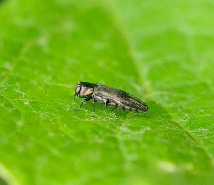 Imagem de Agrilus derasofasciatus Lacordaire ex Boisduval & Lacordaire 1835