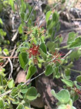 Image de Acalypha brachiata Krauss