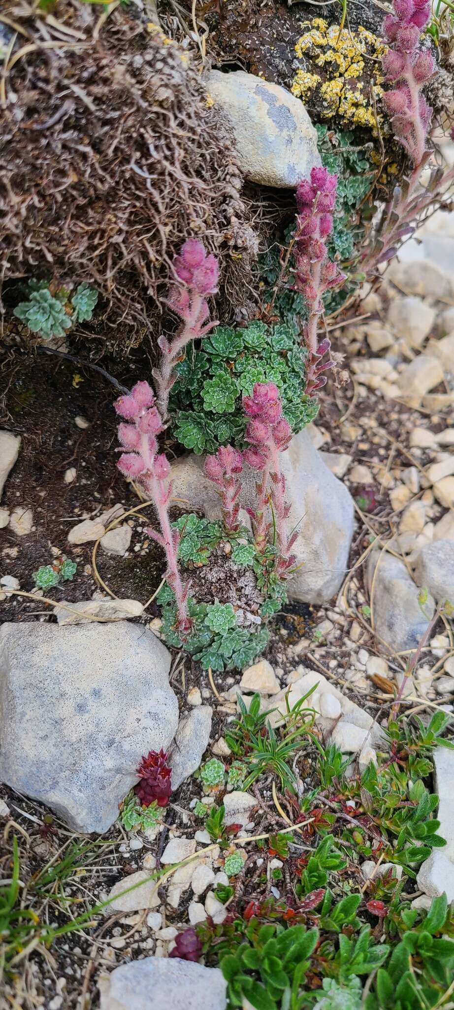 Sivun Saxifraga porophylla Bertol. kuva