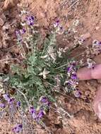 Image of rimrock milkvetch