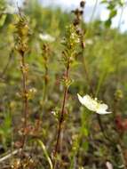 Imagem de Euphrasia subarctica Raup