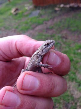 Image of Texas Spiny Lizard