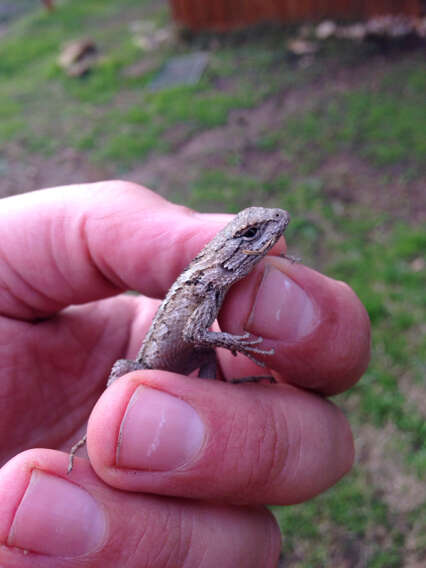 Sivun Sceloporus olivaceus Smith 1934 kuva