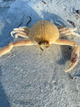 Image of Mottled Purse Crab