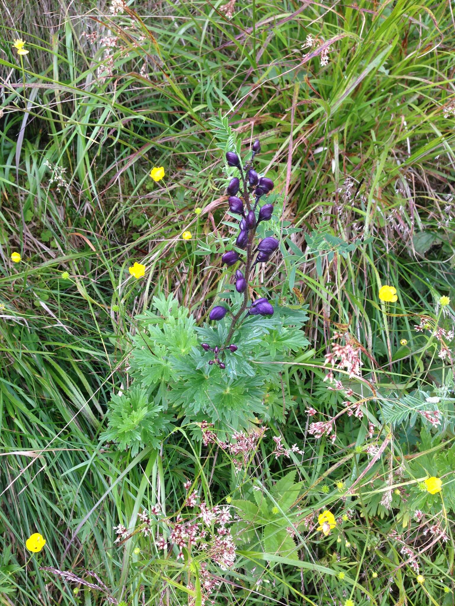 Imagem de Aconitum plicatum Koehler ex Reichb.