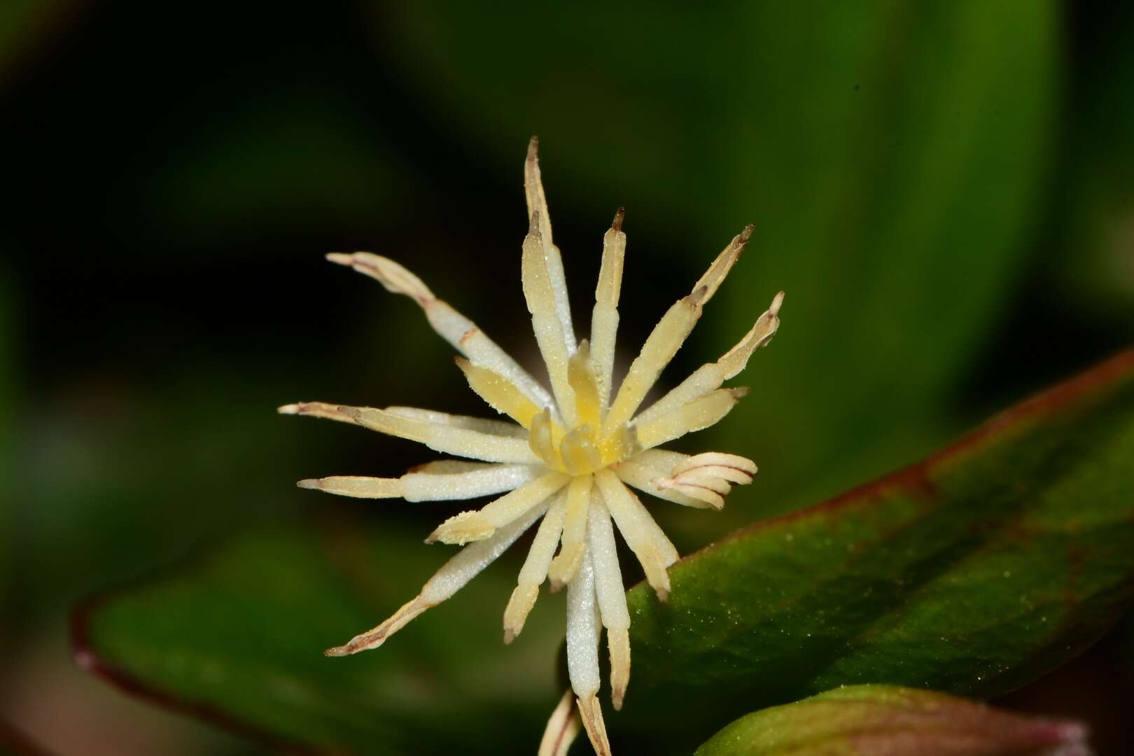 Image of Clematis gentianoides DC.