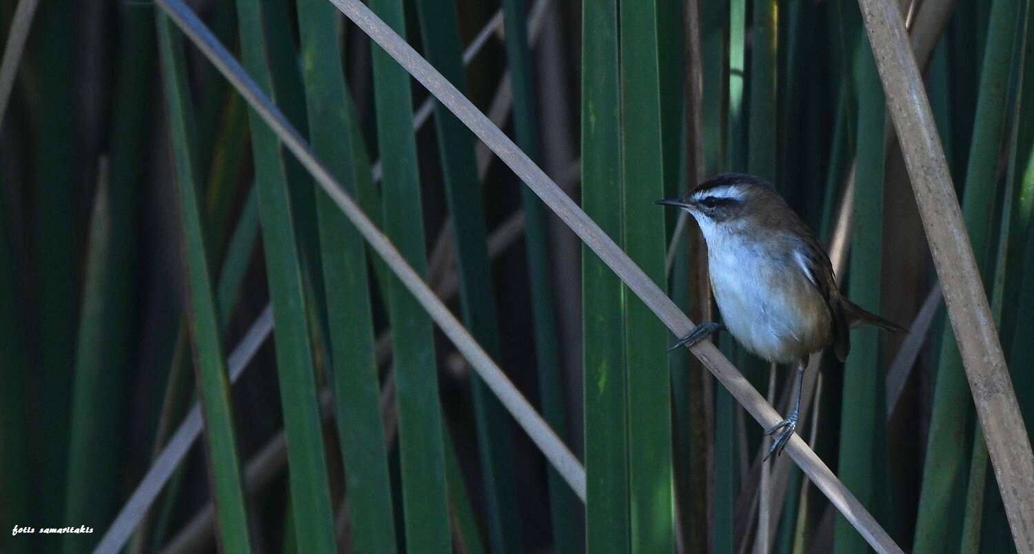 Image of Moustached Warbler