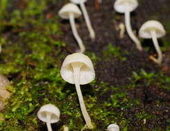 Image of Hemimycena lactea (Pers.) Singer 1938