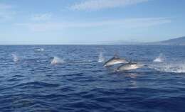 Image of Atlantic Spotted Dolphin