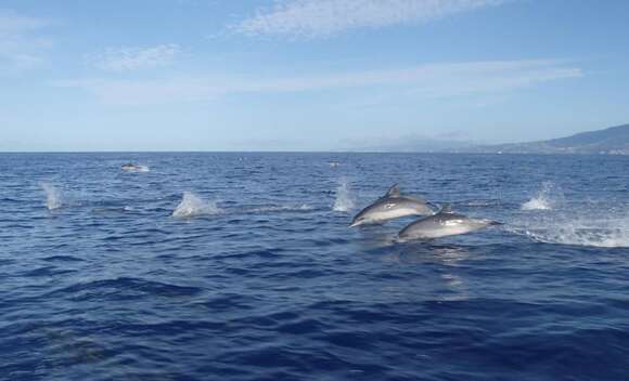 Image de Dauphin Tacheté De L'Atlantique