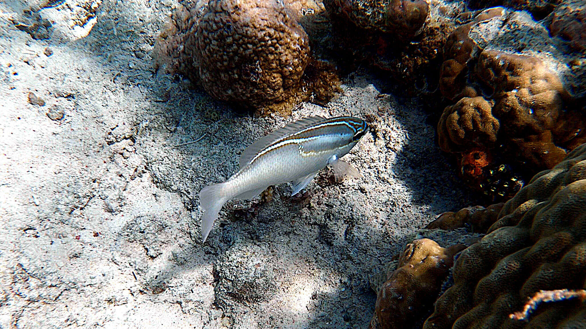 Image of Three-lined monocle bream