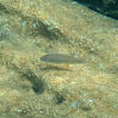 صورة Neolamprologus mondabu (Boulenger 1906)