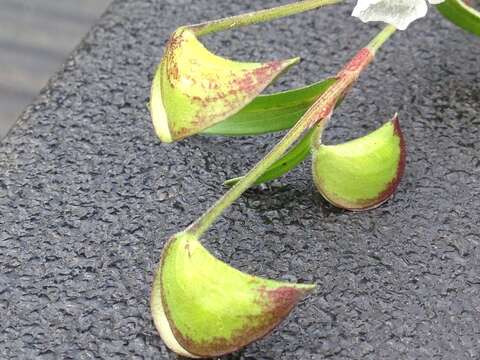 Image of Commelina nivea López-Ferr., Espejo & Ceja