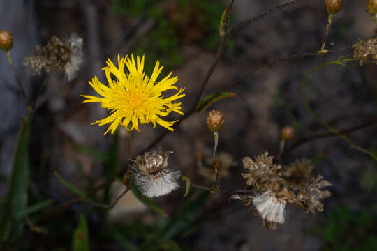 Слика од Podolepis jaceoides (Sims) Voss