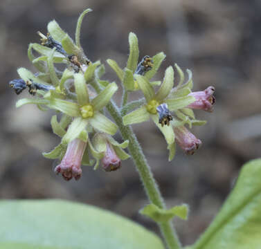 Plancia ëd Andersonglossum occidentale (A. Gray) J. I. Cohen