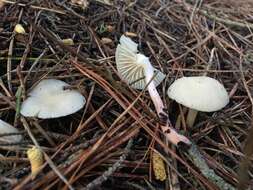 Image of Hygrocybe russocoriacea (Berk. & T. K. Mill.) P. D. Orton & Watling 1969