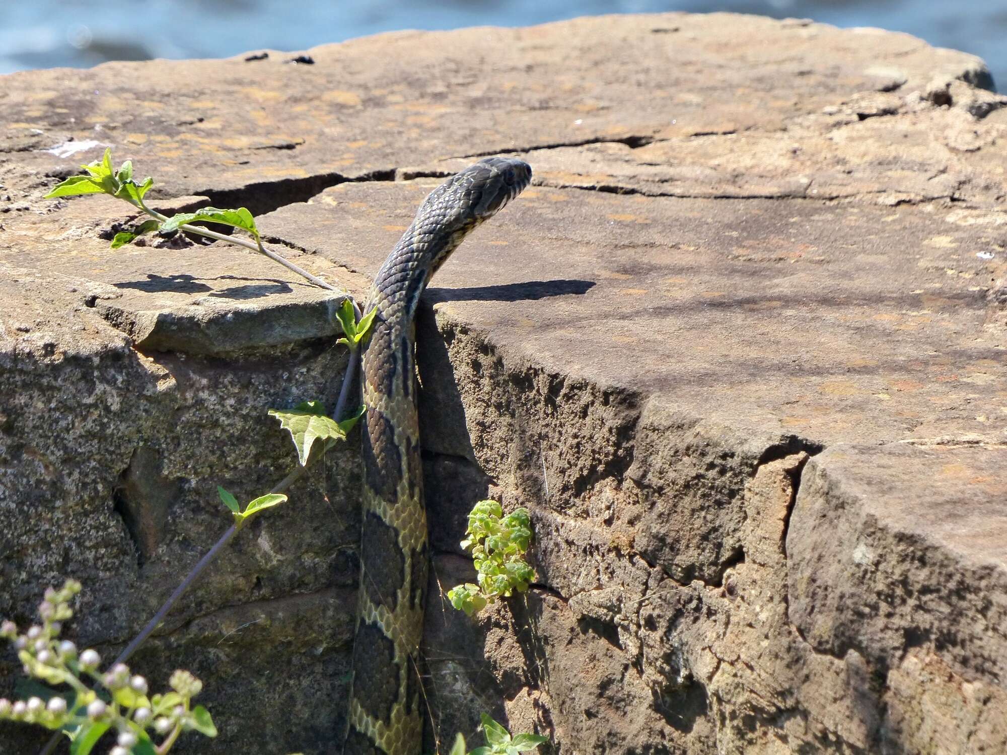 Sivun <i>Palusophis bifossatus</i> kuva