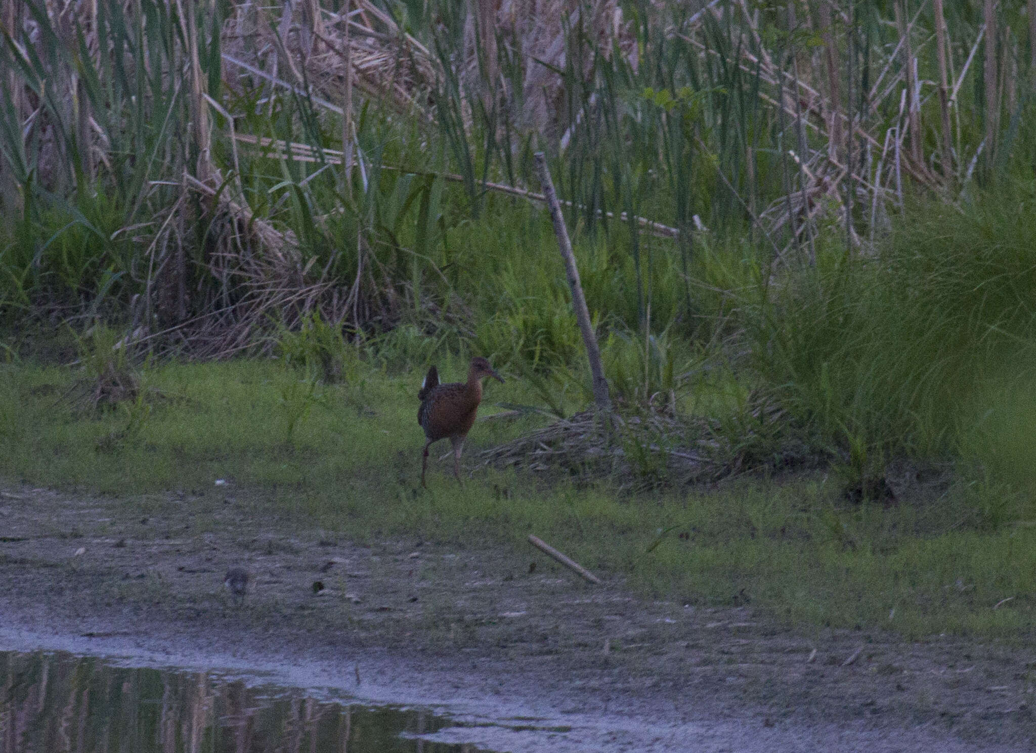 Image of King Rail