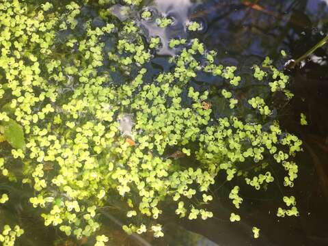 Image of Common Duckweed