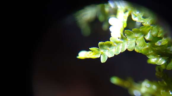 Image of Chiloscyphus polyanthos (L.) Corda