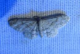 صورة Idaea violacearia Walker 1861