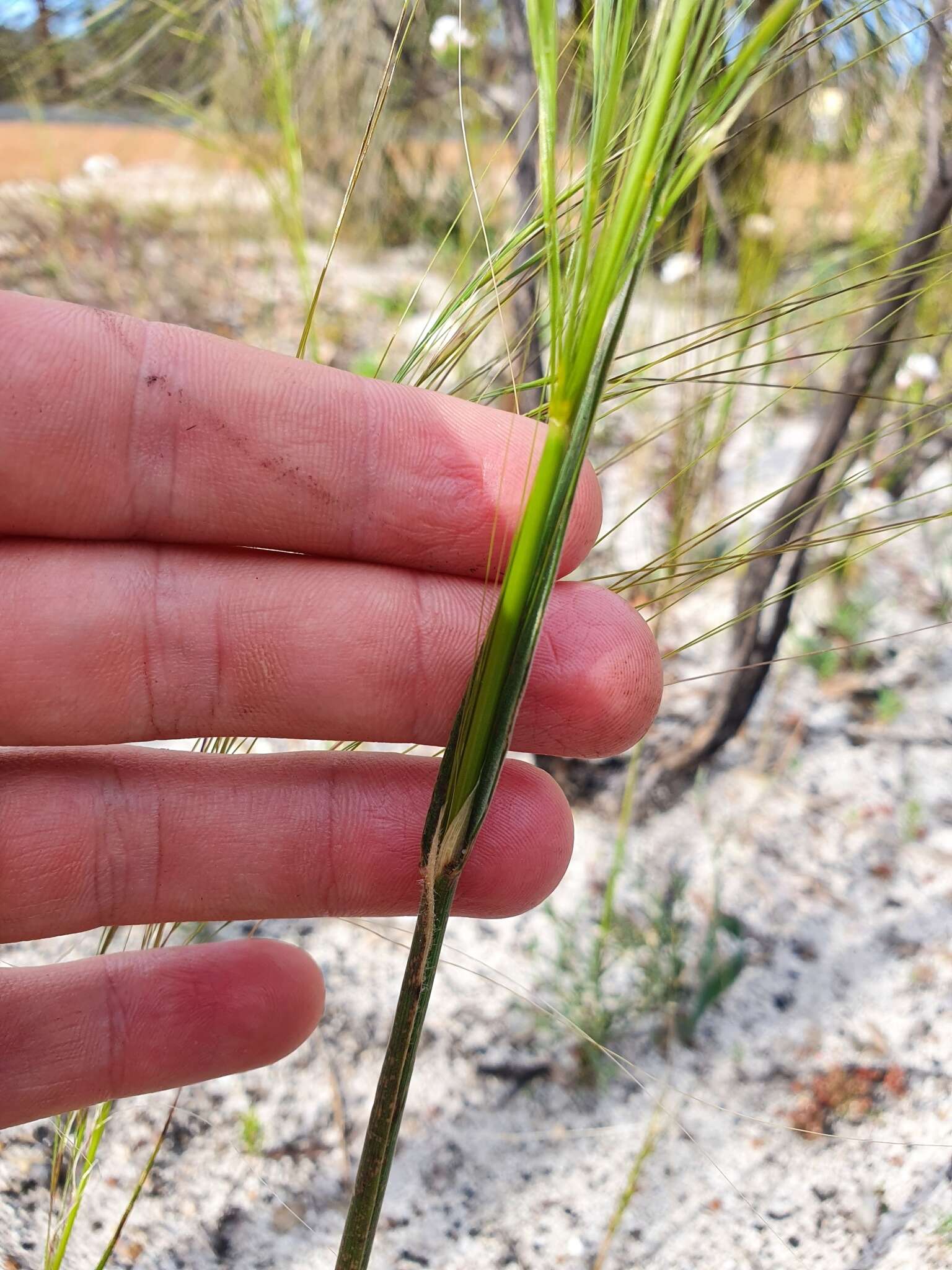 Image of Austrostipa macalpinei (Reader) S. W. L. Jacobs & J. Everett