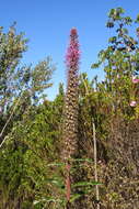 Plancia ëd Lobelia brasiliensis A. O. S. Vieira & G. J. Sheph.