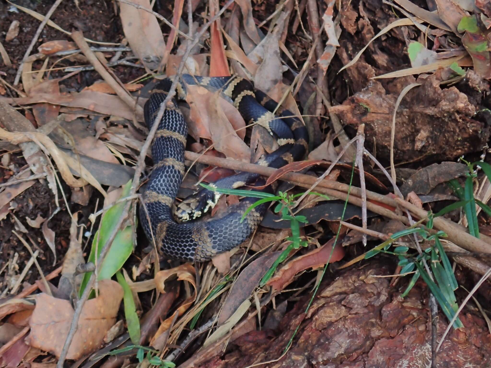 Image of Stephens's Banded Snake