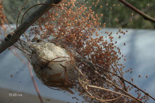 صورة Trichonephila senegalensis annulata (Thorell 1859)