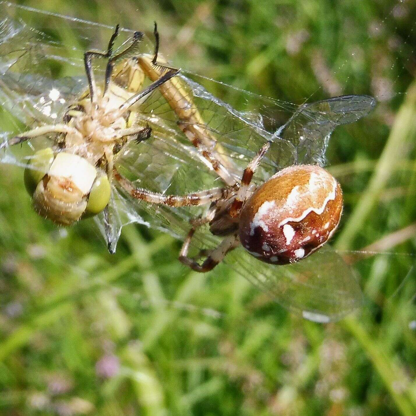 Image of Araneus quadratus Clerck 1757