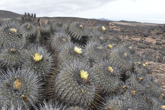 Image of Copiapoa dealbata F. Ritter