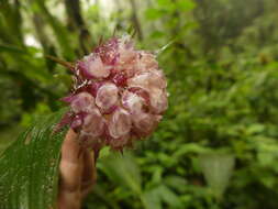 Image of Elleanthus capitatus (Poepp. & Endl.) Rchb. fil.