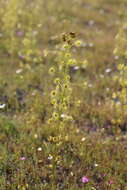 Image of Drosera stricticaulis (Diels) O. H. Sargent