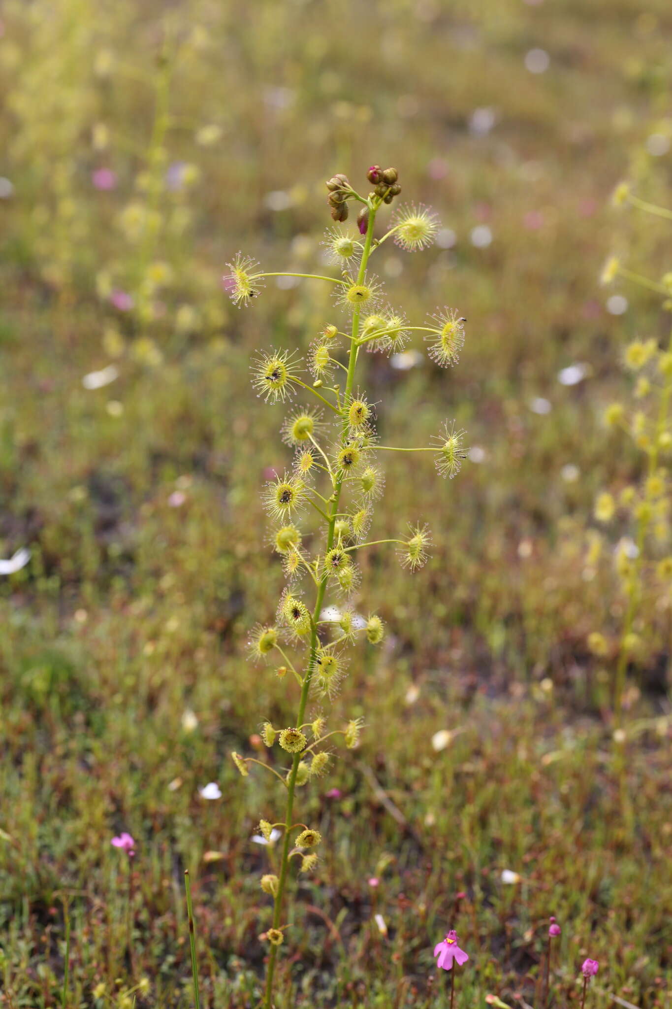 Image of Drosera stricticaulis (Diels) O. H. Sargent