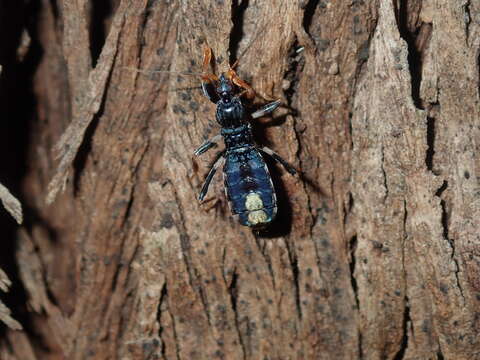 Image of Ectomocoris decoratus (Stål 1863)