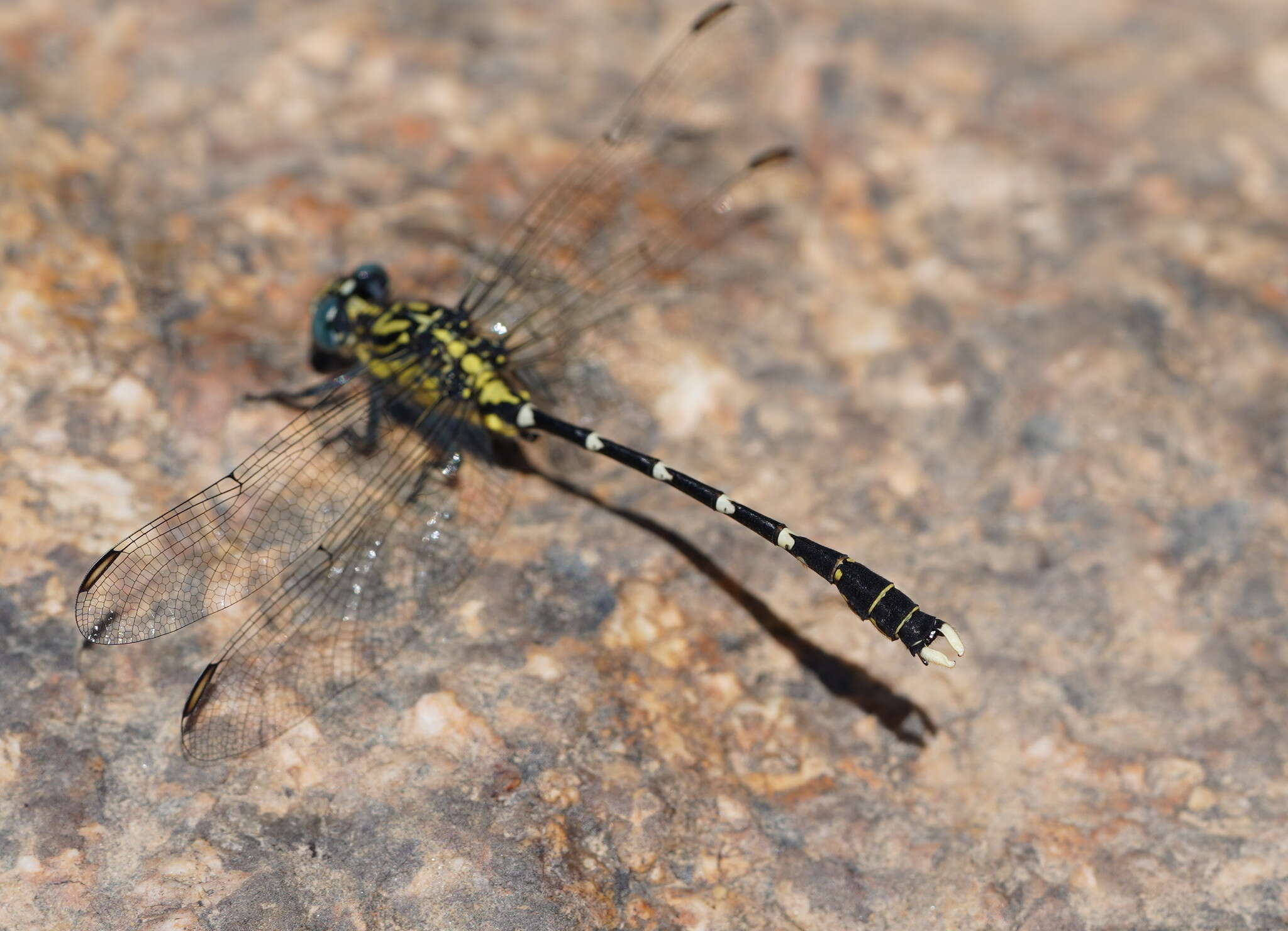 Image of Hemigomphus heteroclytus Selys 1854