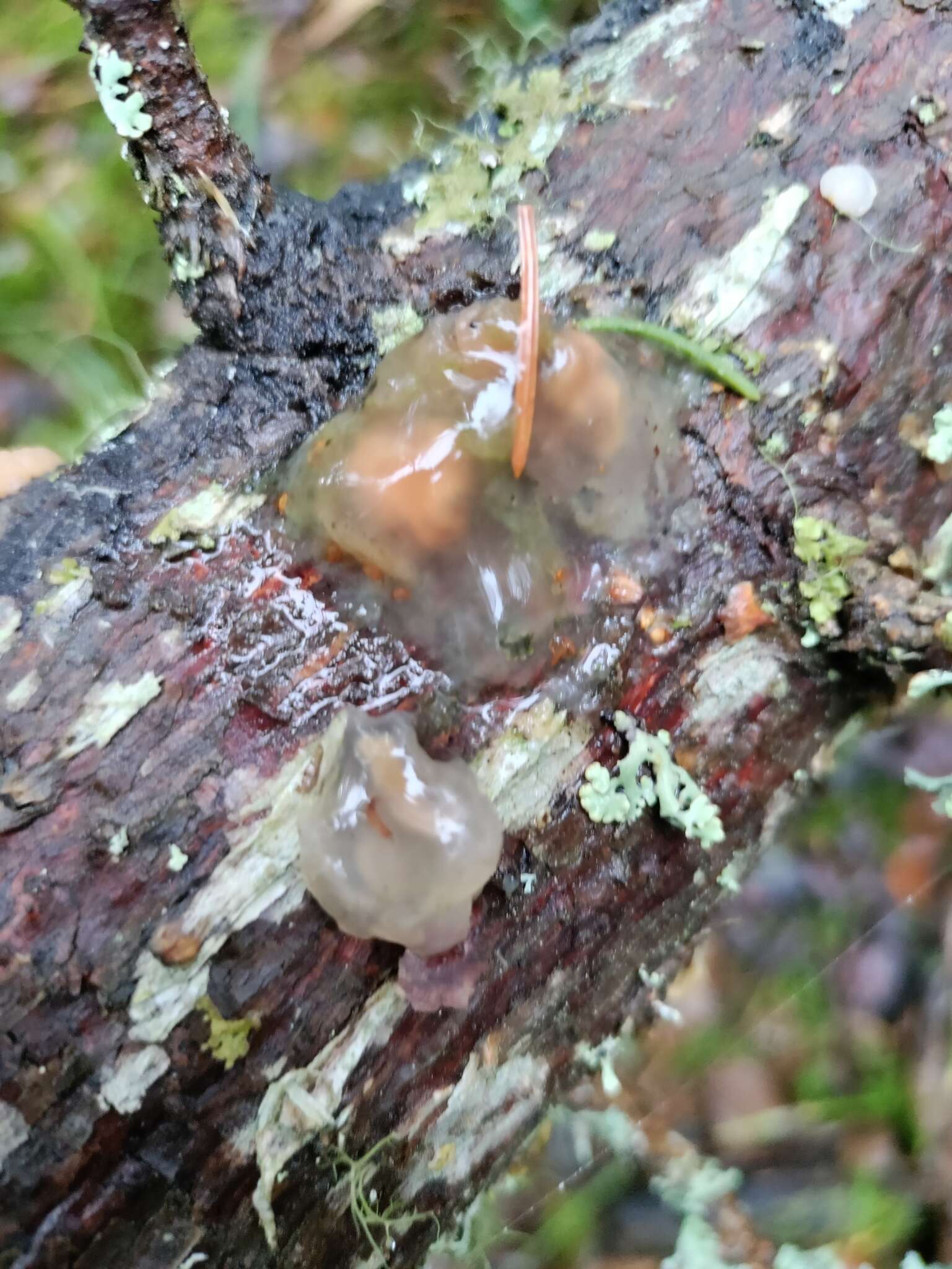 Image de Tremella encephala Pers. 1801