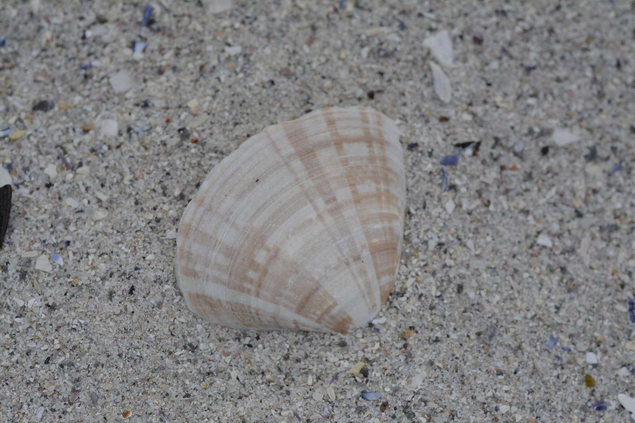 Image of streaked sand clam