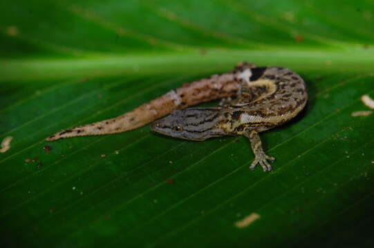 Image of Sphaerodactylus millepunctatus Hallowell 1861