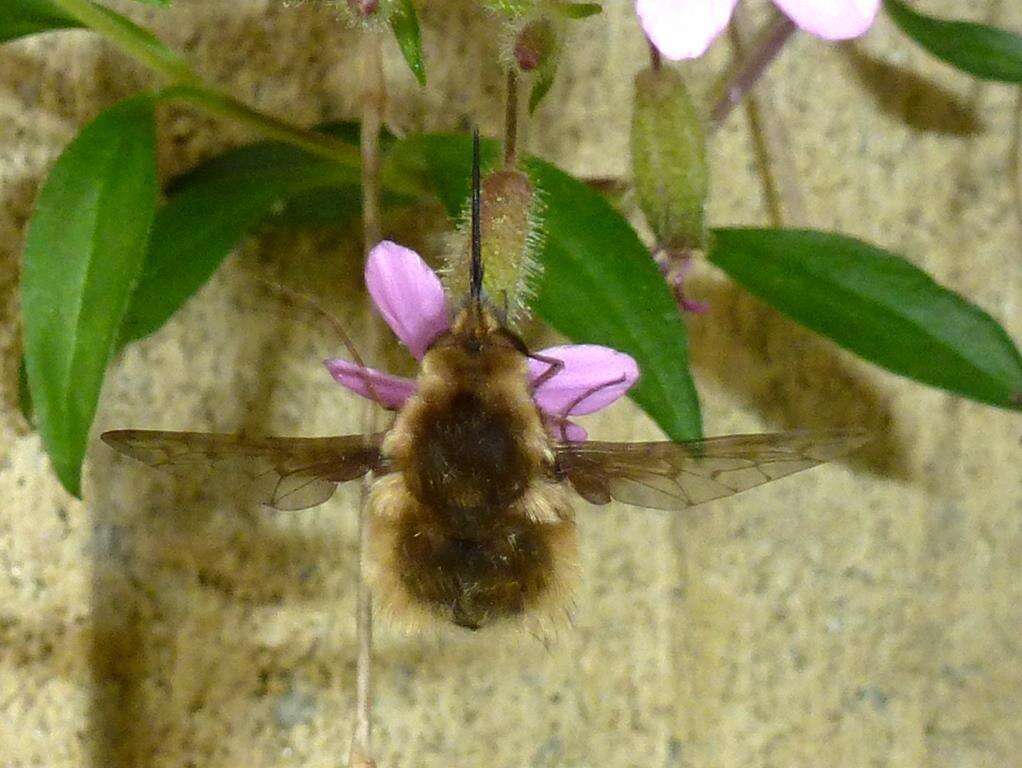 Image of Bombylius medius Linnaeus 1758